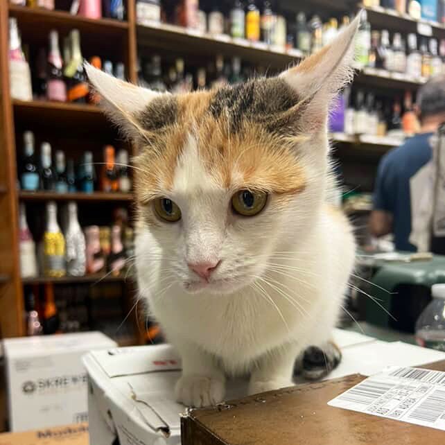 Real bodega cat from NYC